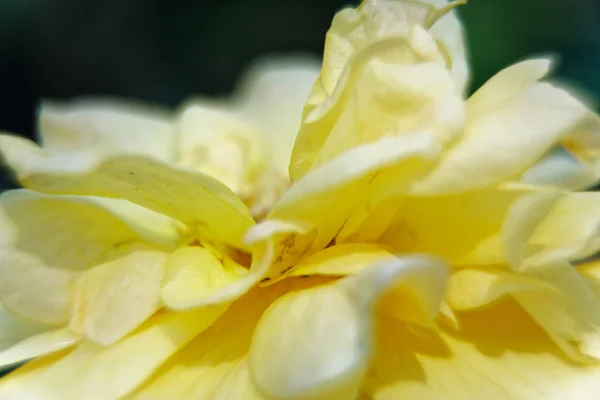 Fiori gialli primaverili su ramo d'albero nella giornata di sole, buoni per cartolina . — Foto Stock