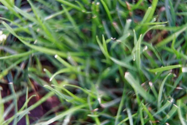 Makro-Nahaufnahme Gras mit defokussiertem Hintergrund — Stockfoto