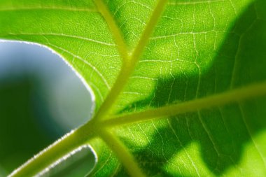 Makro yeşil yaprak, ufuk arka plan, güneşli hava durumu.