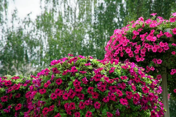 Fiori rossi primaverili su ramo d'albero nella giornata di sole, buoni per cartolina . — Foto Stock