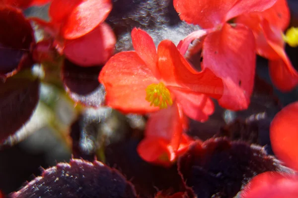 Fiori rossi primaverili su ramo d'albero nella giornata di sole, buoni per cartolina . — Foto Stock