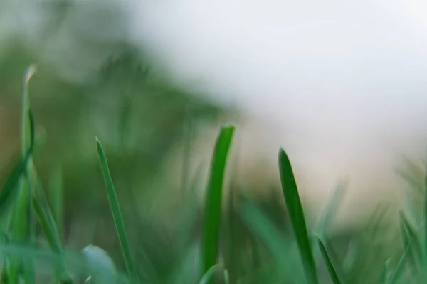 Macro hierba de primer plano con fondo desenfocado — Foto de Stock