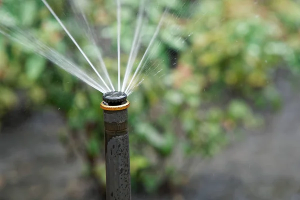 Sistema de riego de rociadores flor en el parque, agua salpicada — Foto de Stock