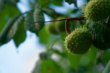 Rüzgarda sallanan ağaç dalı üzerinde yeşil kestane