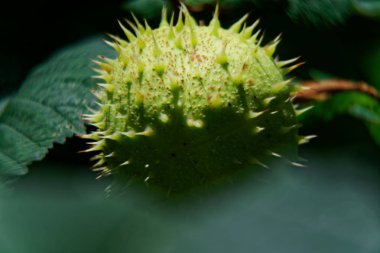 Rüzgarda sallanan ağaç dalı üzerinde yeşil kestane