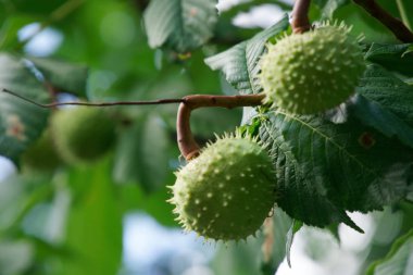 Rüzgarda sallanan ağaç dalı üzerinde yeşil kestane