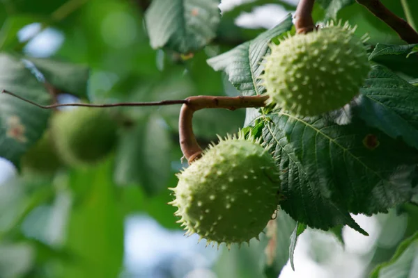 Rüzgarda sallanan ağaç dalı üzerinde yeşil kestane