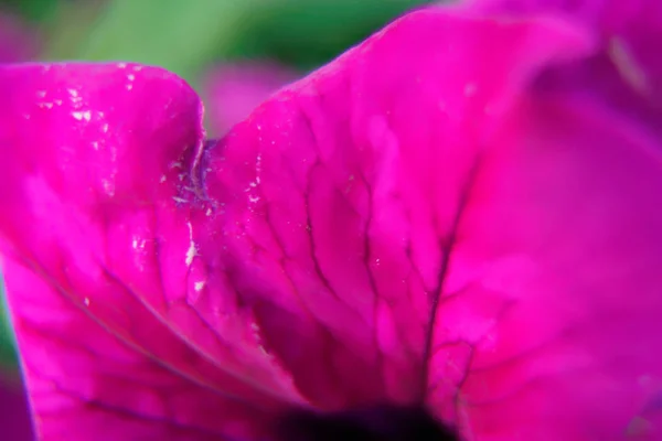 近紫色的花朵在风中摇曳. — 图库照片