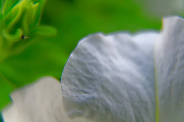 Bianco - blu fiori primaverili nella giornata di sole, cartolina campione, sfondo saluto — Foto Stock