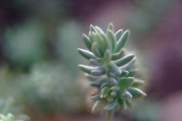 Makro smrkových jehlic s paprsek, přírodní pozadí. — Stock fotografie