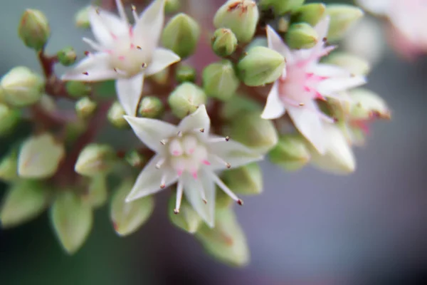 ホワイト - 晴れた日、はがきのサンプル、挨拶背景の青い春の花 — ストック写真