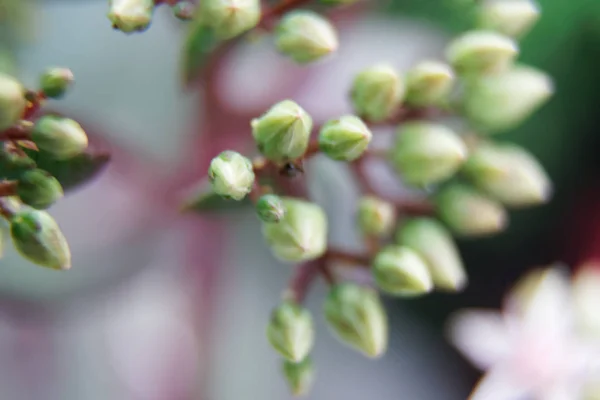 ホワイト - 晴れた日、はがきのサンプル、挨拶背景の青い春の花 — ストック写真