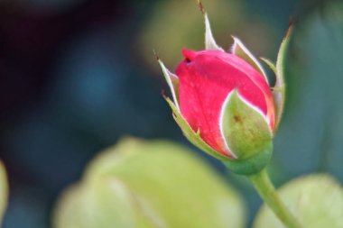 Kırmızı gül bahar çiçekleri ağaç dalı güneşli gün, kartpostal için iyi