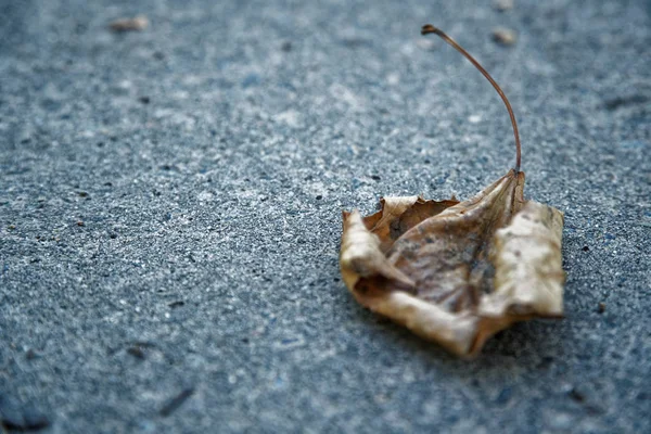 Folha seca está no asfalto cinza, ideia de solidão — Fotografia de Stock