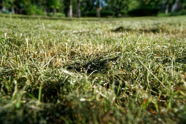 Frisches grünes Gras im Frühling, Kräuterhintergrund, Deckel für Design. — Stockfoto