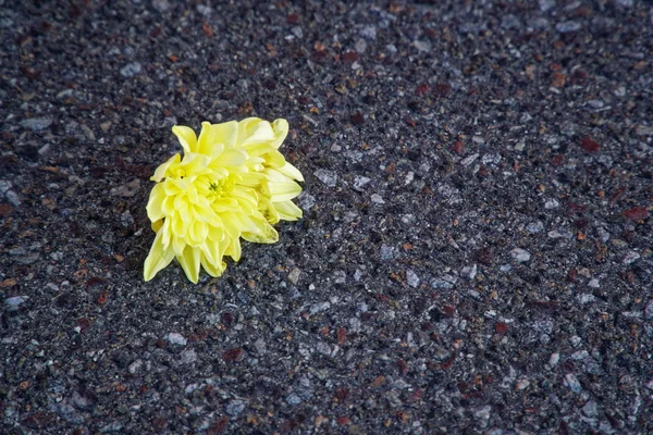 Sárga virág növekedés aszfalt, reménységével folytatott — Stock Fotó