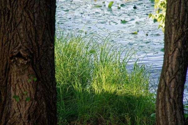 木、川面、晴れた日に草 — ストック写真