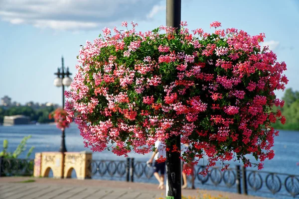 Flores vermelhas cabeça em vaso de flores em aço pós dia ensolarado, bom para cartão postal . — Fotografia de Stock