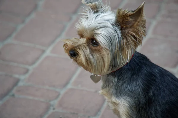 Närbild Söt yorkshire terrier valp. — Stockfoto