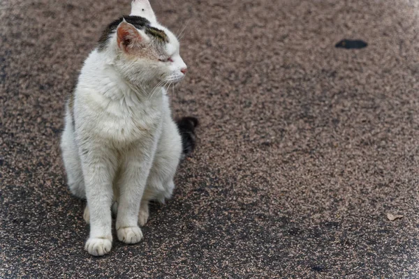 Gato callejero y sucio en la calle — Foto de Stock