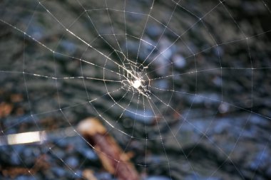 Makro örümcek ağı ile yağmur damlaları