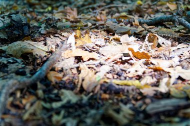 Sonbahar yaprakları, arka plan sonbahar yaprakları.