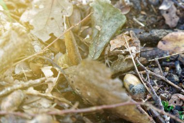 Orman kurbağa yeşillik içinde maskeli