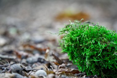 Moss ağaç kökleri, şube ve günlük yeşil bir ormandaki veya ağaç gövdesi üzerinde moss. Ağaç kabuğu yeşil yosun ile. Seçici odak.