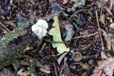 Sonbahar yaprakları ve ormandaki yaşlı yapraklar arasında mantar, Peyzaj Sonbahar.