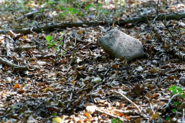 Dekoratif taş ile düşen yapraklar sonbaharda kaplı..