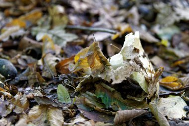 Sonbahar yaprakları, arka plan sonbahar yaprakları.