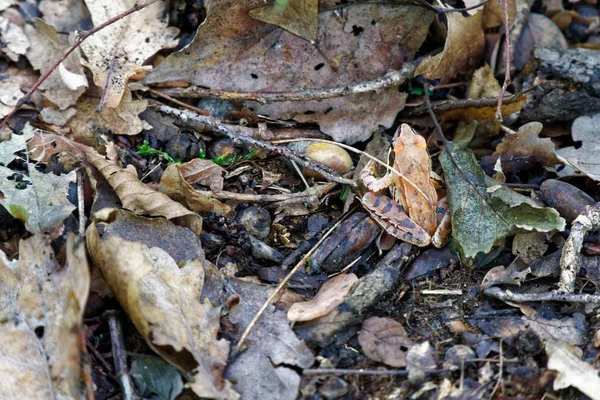 Waldfrosch versteckt sich im Laub — Stockfoto