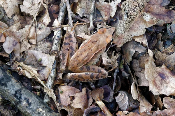 森林カエルは葉をマスクします。 — ストック写真