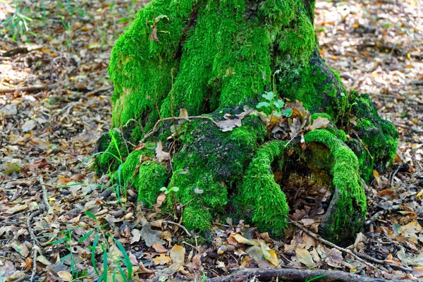 Moss on tree roots, branch and log in a green forest or moss on tree trunk. Tree bark with green moss. Selective focus. — Stock Photo, Image