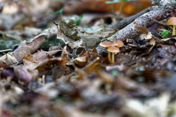 紅葉と森林の古い葉の間でキノコ、秋の風景. — ストック写真