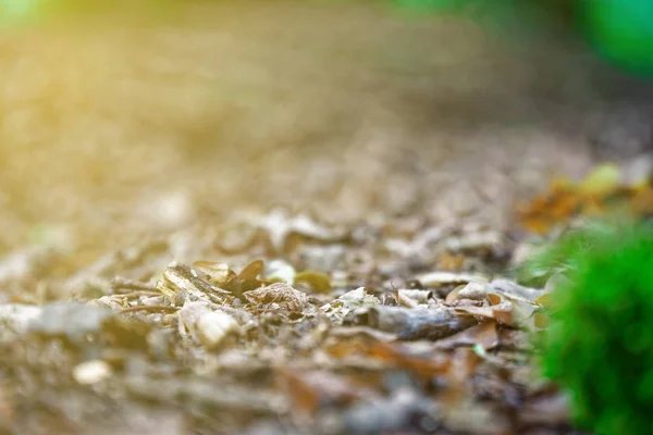 Muschio sulle radici degli alberi, ramo e log in una foresta verde o muschio sul tronco d'albero. Corteccia d'albero con muschio verde. Focus selettivo . — Foto Stock