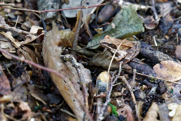 Δάσος βάτραχος είναι καλυμμένη με το φύλλωμα — Φωτογραφία Αρχείου
