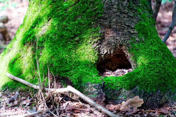 Musgo em raízes de árvore, ramo e log em uma floresta verde ou musgo em tronco de árvore. Casca de árvore com musgo verde. Foco seletivo . — Fotografia de Stock
