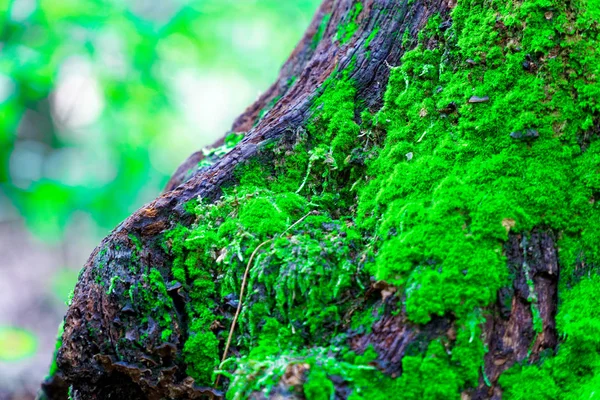 Moss ağaç kökleri, şube ve günlük yeşil bir ormandaki veya ağaç gövdesi üzerinde moss. Ağaç kabuğu yeşil yosun ile. Seçici odak. — Stok fotoğraf