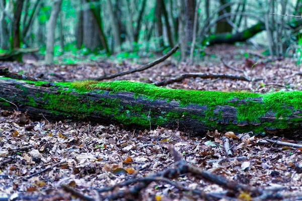 Mousse sur les racines des arbres, les branches et les billes dans une forêt verte ou mousse sur le tronc des arbres. Écorce d'arbre avec mousse verte. Concentration sélective . — Photo