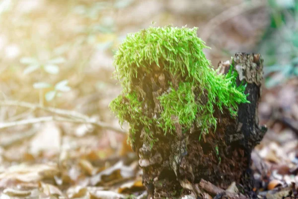 Moss ağaç kökleri, şube ve günlük yeşil bir ormandaki veya ağaç gövdesi üzerinde moss. Ağaç kabuğu yeşil yosun ile. Seçici odak. — Stok fotoğraf