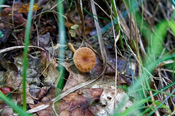 紅葉と森林の古い葉の間でキノコ、秋の風景. — ストック写真