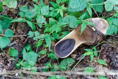 Çam ormanı içinde eski kayıp tek ayakkabı.