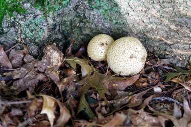Sonbahar yaprakları ve ormandaki yaşlı yapraklar arasında mantar, Peyzaj Sonbahar.