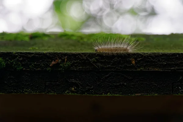 Oruga arrastrándose sobre tablón de madera, escapar de la naturaleza . — Foto de Stock