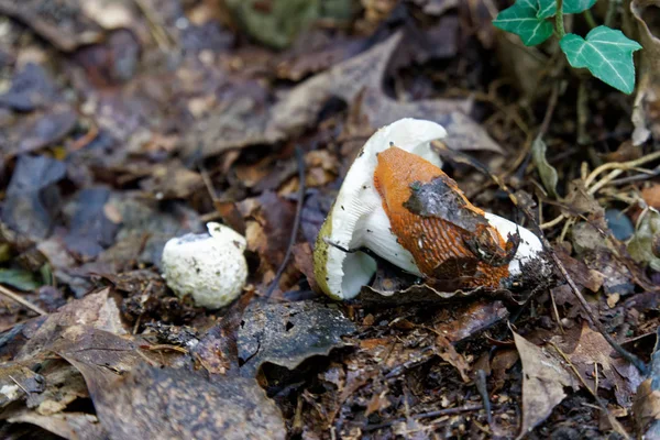 Cogumelo entre a folhagem de outono e folhas velhas na floresta, paisagem de queda . — Fotografia de Stock