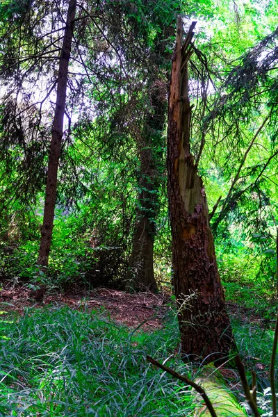 Árvore velha, coberta do conto de fadas de musgo cor de fantasia assustadora de arte bela imagem ao ar livre de raízes gigantescas da floresta misteriosa - realismo fantástico na natureza . — Fotografia de Stock