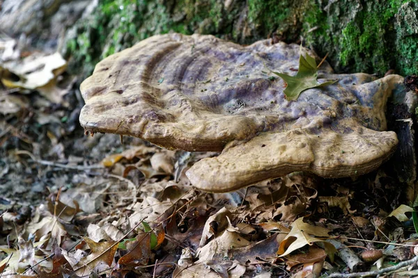 Houbová podzimní a staré listí v lese, podzimní krajina. — Stock fotografie