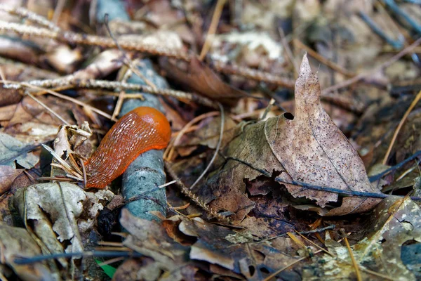 カタツムリせず、ホーム、アリオン ater - Arionidae の家族からナメクジの種類。葉にナメクジ。背景に Greean フォレスト. — ストック写真