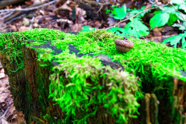 Mossa på trädrötter, gren och logga i en grön skog eller mossa på trädstam. Barken med grön mossa. Selektivt fokus. — Stockfoto